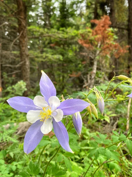 コロラドハイキングコースのコロンブンの花 — ストック写真