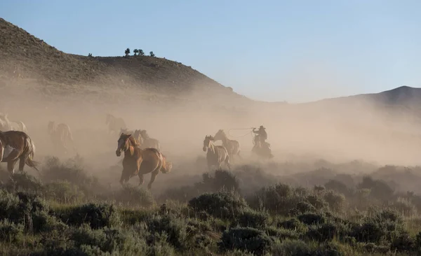 Wrangler Rounds Horses Wyoming — Foto de Stock