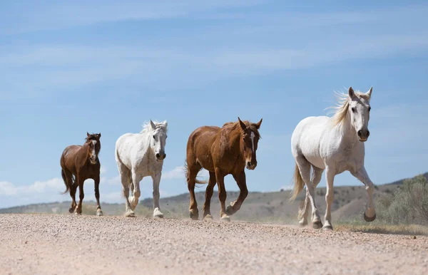 Красные Белые Лошади Едут Дороге — стоковое фото