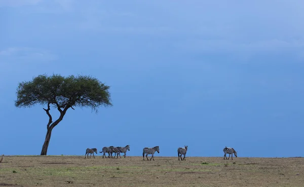 Zebras Walking Masai Mara Kenya Africa — Stock Photo, Image