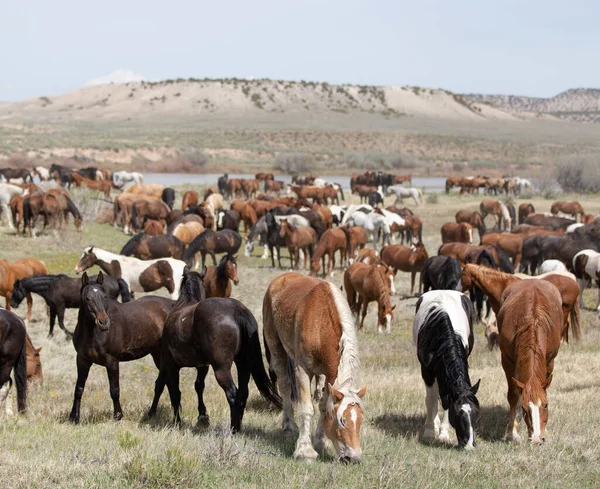 Stora Hjordar Hästar Betar Tillsammans Dalen — Stockfoto