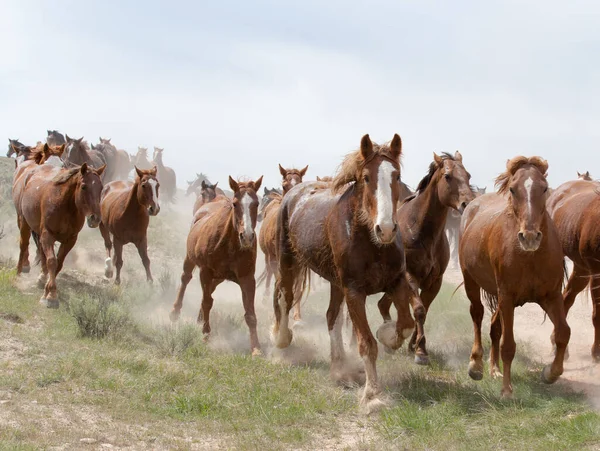 カメラに向かってグループ内を走る馬 — ストック写真