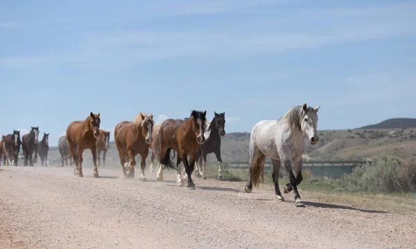 灰色の馬が群れを率いて道路を下る — ストック写真