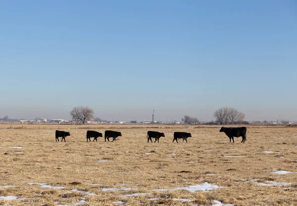 Black cows waits for calves.