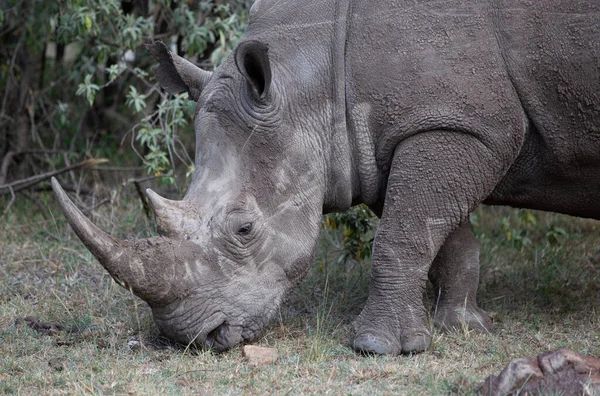 Single Rhinoceros Eating Grass Kenya Africa — Stock Photo, Image