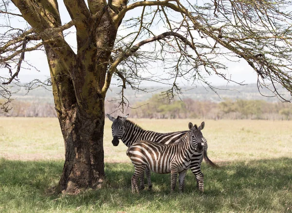 Due Zebre Stanno Sotto Albero Kenya — Foto Stock