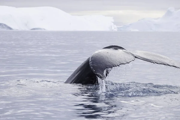 stock image humpback whale dorsal fin just before diving