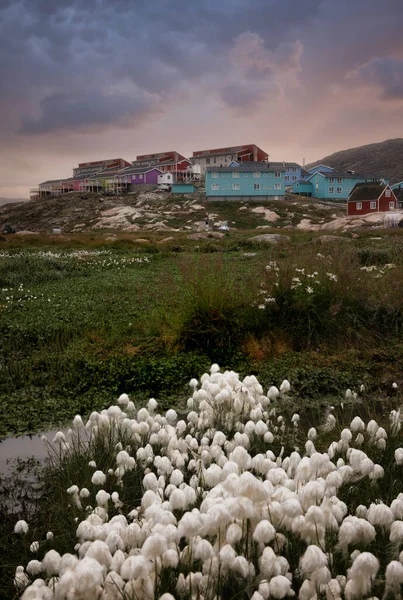 Farbige Häuser Der Stadt Ilulissat — Stockfoto