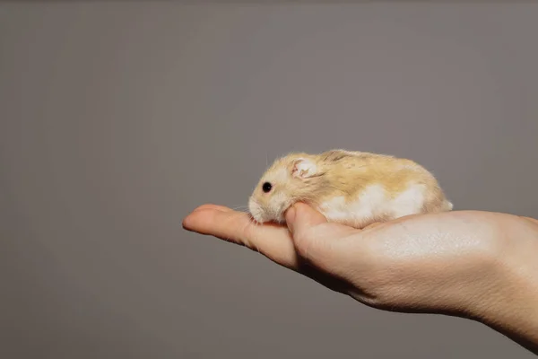 Close Brown White Russian Hamster Its Owner Hand Grey Background — Stock Photo, Image