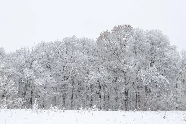 Beautiful Rural Winter Scene Snow Covered Trees — Stock Photo, Image