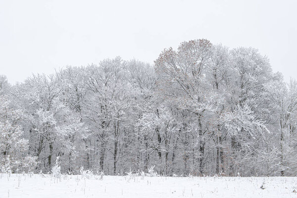 Beautiful rural winter scene, snow covered trees.