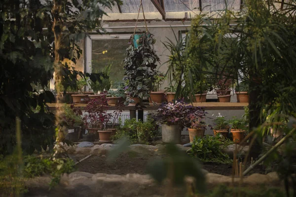 Greenhouse Kutaisi Botanical Garden — ストック写真