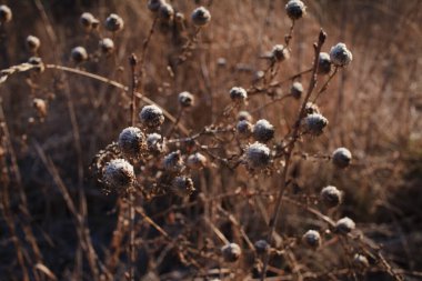 dry thorns on dry grass covered with frost