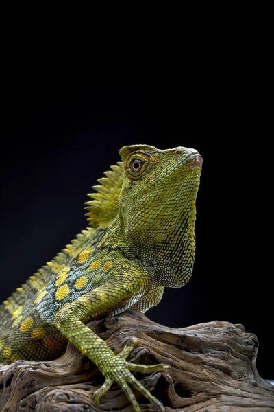 Forest Dragon Lizard Black Background — Stock Photo, Image