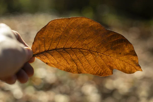 Autumn Leaf Hand Large Dry Leaf Plant — Stock Photo, Image