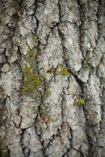 Makro Stromové Kůry Střílení Dřeva Detailů Přirozené Pozadí Struktura Rostlin — Stock fotografie