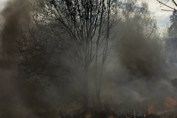 Ogień Lesie Dym Ogień Naturze Płonące Śmieci — Zdjęcie stockowe