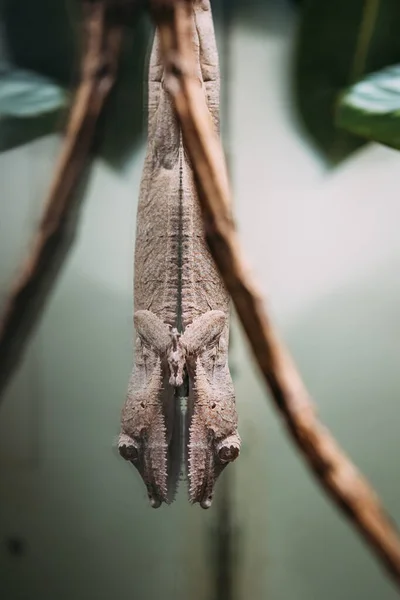 Gecko Hanging Upside Glass Terrarium — Foto de Stock