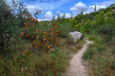 Korunaklı parkın izini sürerken manzaralı dağ manzarası