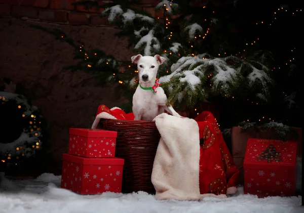 ジャック ラッセルのクリスマスの肖像 — ストック写真