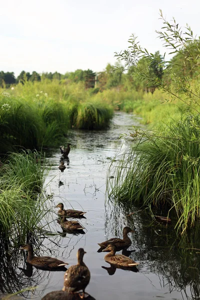 Çimenli Bir Gölette Bir Ördek Sürüsü — Stok fotoğraf