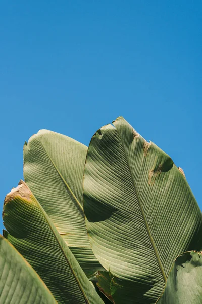 Foglie Palma Verde Con Cielo Azzurro Giornata Sole — Foto Stock