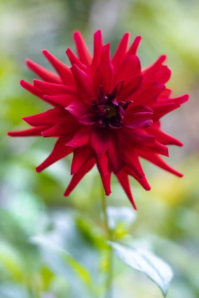 Krásná Červená Květina Rozmazaným Pozadím — Stock fotografie