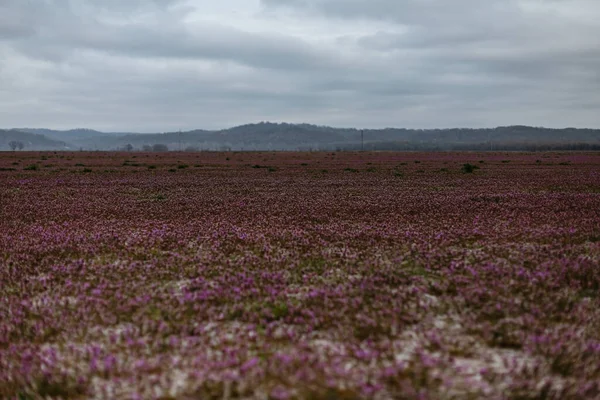 春の紫のデッドネットワークのフィールド — ストック写真