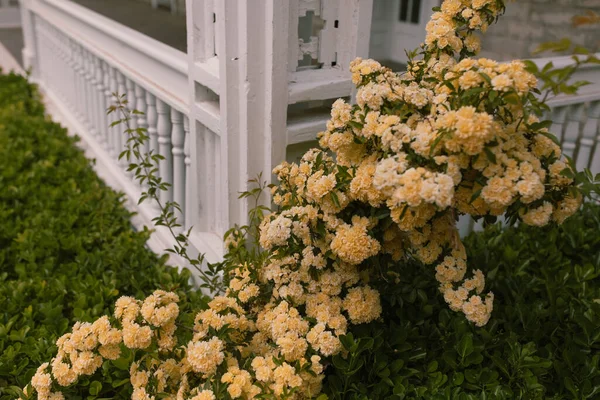 Yellow Spring Flowers Old White Porch — Stock fotografie