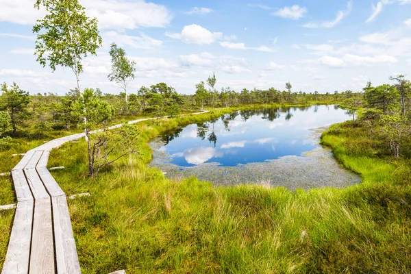 Great Kemeri Bog Swamp Kemeri National Park Latvia — Stock Photo, Image