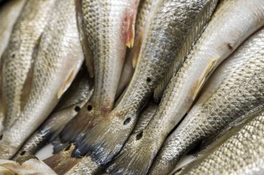 Red drum processing in New Orleans