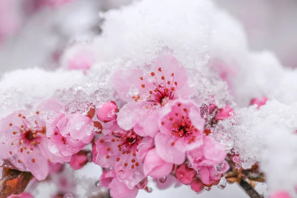 Pink Flowering Branches Snow Macro — Stock Photo, Image