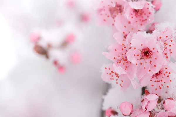 Розовый Цветок Снегопаде — стоковое фото