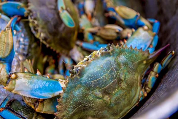 Crab Fishing Gulfport — Stock Fotó
