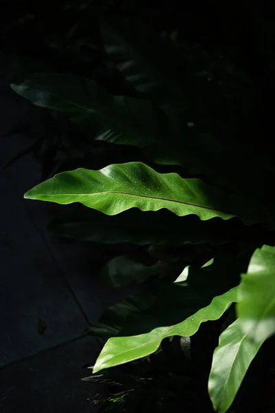 Green tropical long leaves in dark tropical garden background
