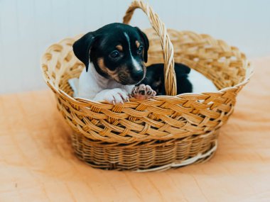 Andalusian winemaker puppies in a straw basket