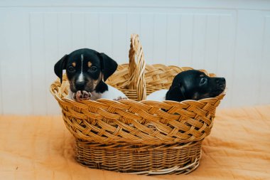 Andalusian winemaker puppies in a straw basket