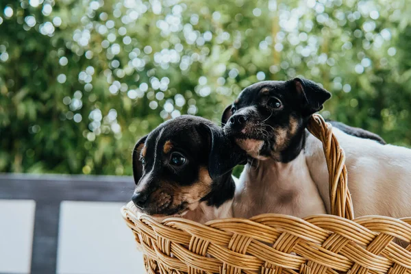 Andalusian Winemaker Puppies Straw Basket — Foto Stock