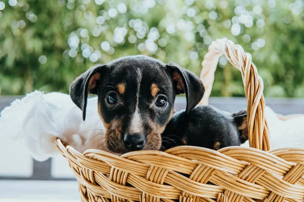 Andalusian Winemaker Puppies Straw Basket — Stock Photo, Image
