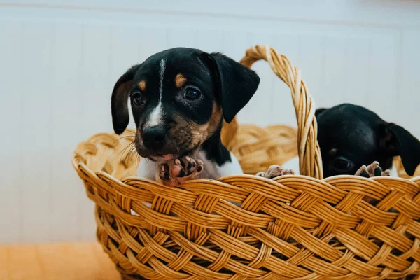 Andalusian Winemaker Puppies Straw Basket — Stock Photo, Image