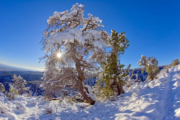 Winter Wonderland Grand Canyon Arizona — Stock Photo, Image
