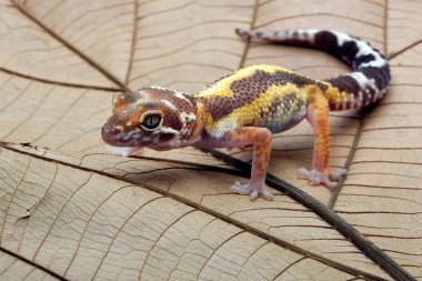 Leopard gecko on a leaf
