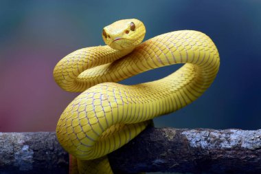 Ağaç dalında beyaz dudaklı ada engereği