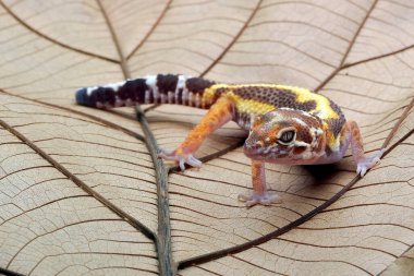 Leopard gecko on a leaf