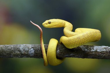 White lipped tree viper in colourful blue background