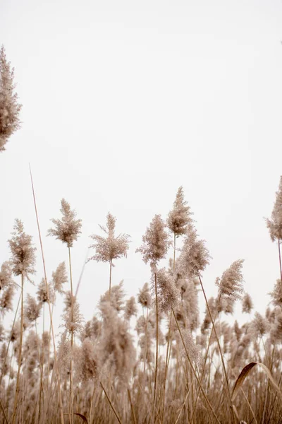 Αποξηραμένα Pampas Grass Φθινόπωρο Μια Φωτεινή Νεφελώδης Ημέρα — Φωτογραφία Αρχείου