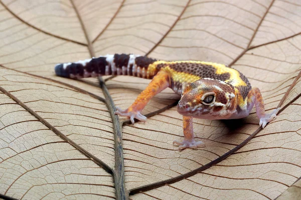 Leopard Gecko Ett Blad — Stockfoto