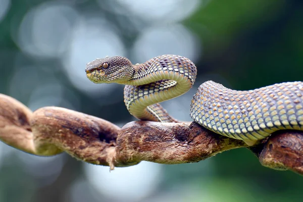 stock image Mangrove Pit-viper in defense position