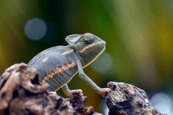 Close Photo Baby Veiled Chameleon — Stock Photo, Image