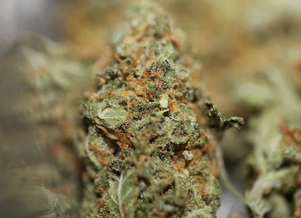 Medical Marihuana Buds Close Background Cannabis Sativa Super Lemon Haze — Stock Photo, Image